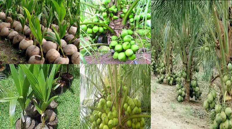 ভিয়েতনামের উচ্চ ফলনশীল খাটো জাতের হাইব্রিড নারিকেল চাষ পদ্ধতি