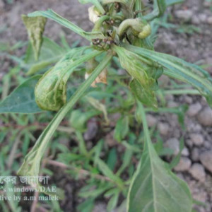 মিষ্টি মরিচের মাকড়