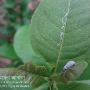 লেবুর পাতার উইভিল