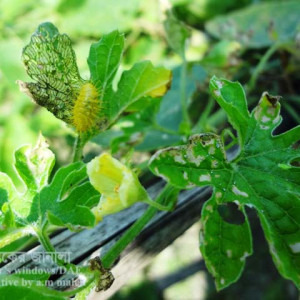 করলার কাঁঠালে পোকা