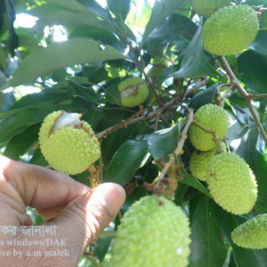 লিচুর ফল ফেটে যাওয়া সমস্যা