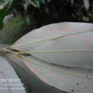 লিচুর পাতা সুড়ঙ্গকারী পোকা