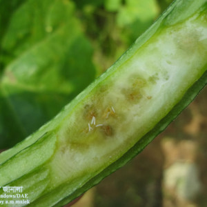 ঝিঙ্গার মাছি পোকা