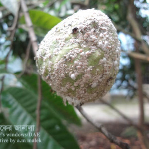 আাতা ফলের মিলিবাগ