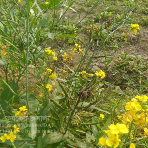 সরিষার জাবপোকা বা এফিড