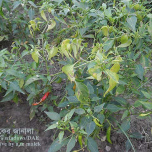 মরিচের ক্ষত (এ্যানথ্রাকনোজ) রোগ