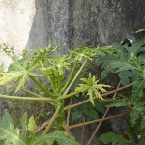 পেপের ভাইরাসজনিত মোজাইক রোগ