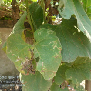 লাউয়ের পাতা সুড়ঙ্গকারী পোকা